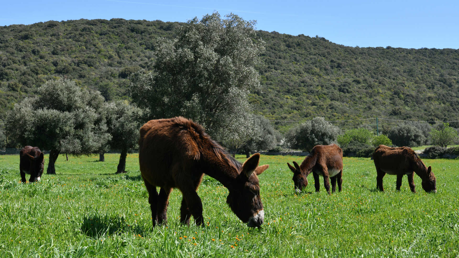 Masseria Russoli